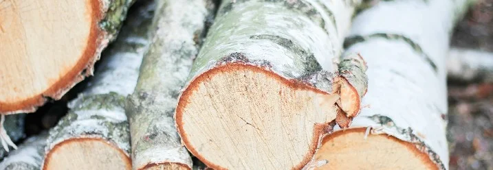 Stapel frisch geschnittener Birkenstämme